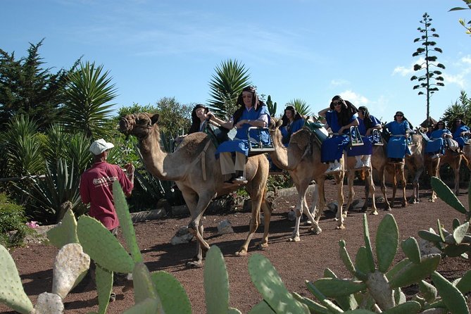 Camel Riding Tour at El Tanque, Tenerife - What you actually get in 20 minutes at El Tanque