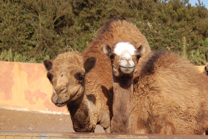 Camel Riding Tour at El Tanque, Tenerife - Riding farmland trails and seeing El Tanque’s working side