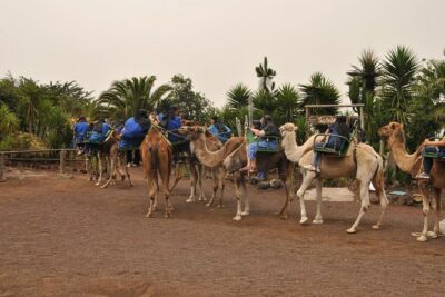 Camel Riding Tour at El Tanque, Tenerife - Meeting at Camello center without getting stuck