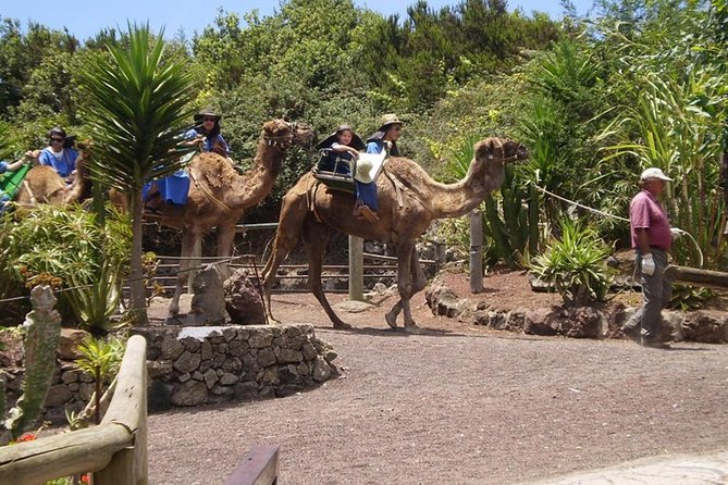 Camel Riding Tour at El Tanque, Tenerife - On-site restaurant, shop, and what to do after the ride