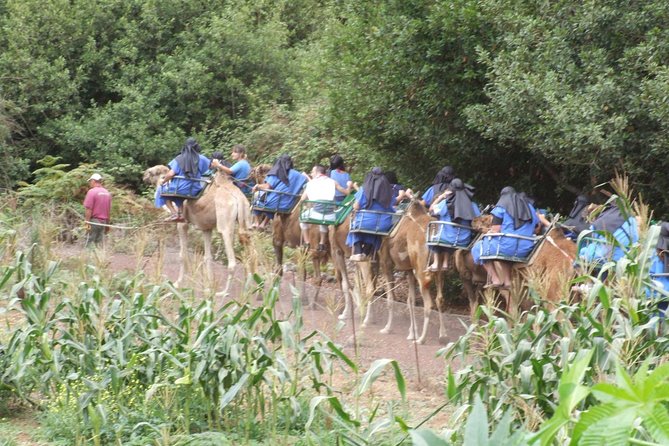 Camel Riding Tour at El Tanque, Tenerife - Who should book this and who should skip it