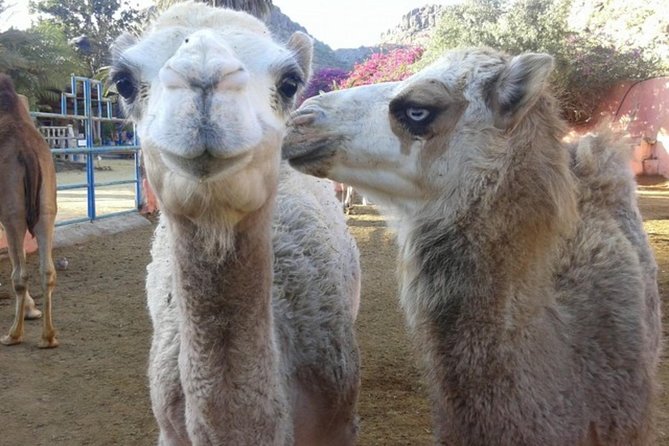 Camel Safari through the Dunes of Maspalomas - The simple itinerary: one station, one ride, back again
