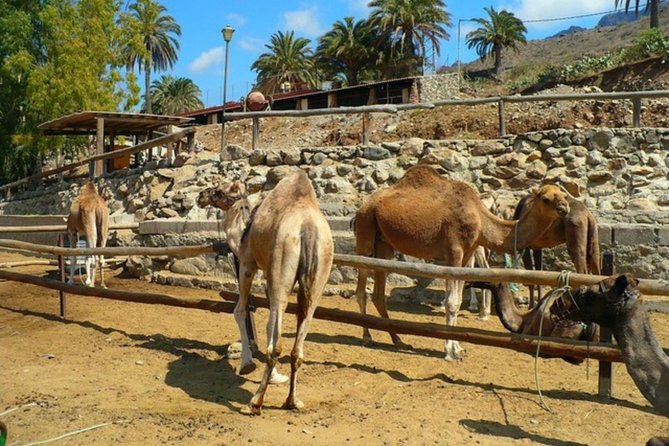 Camel Safari through the Dunes of Maspalomas - Camel comfort and animal-equipment details you should know