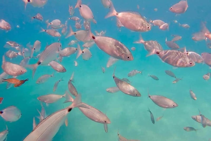 Can Picafort: 3h Private Boat – Caves & Snorkeling - Can Picafort Boat Time: A 3-Hour Escape That Doesn’t Feel Rushed