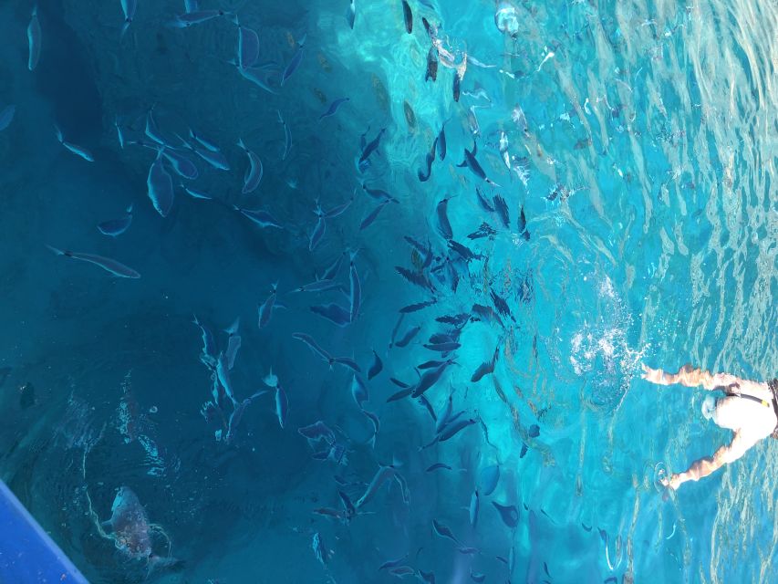 Can Picafort: Dolphin Watching Boat Tour, Swimming stop - Quick hits before you go