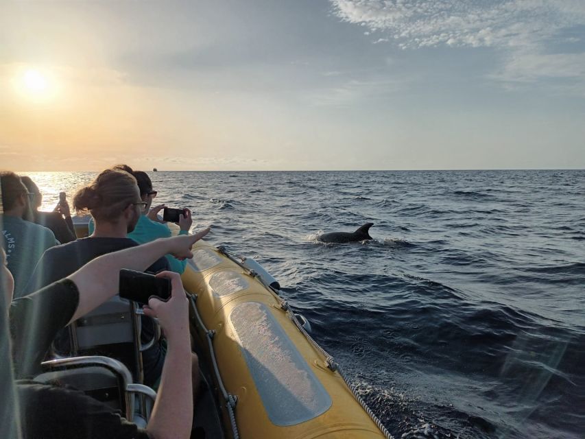 Can Picafort: Dolphin Watching Boat Tour, Swimming stop - What to Bring for Dolphin Weather: Sunscreen, Jacket, and Sea-Sick Backup