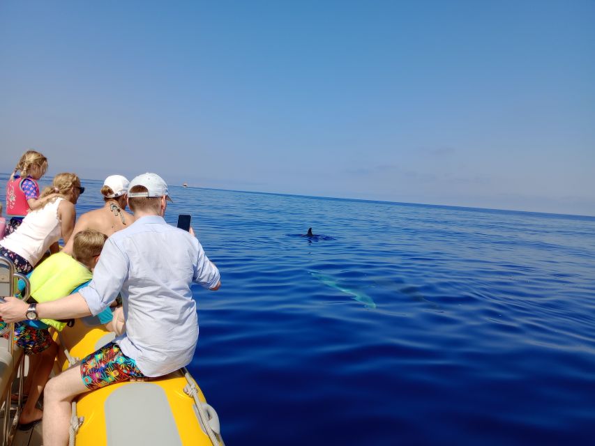 Can Picafort: Dolphin Watching Boat Tour, Swimming stop - Price and Value: What $82 Buys You for 3 Hours on the Water