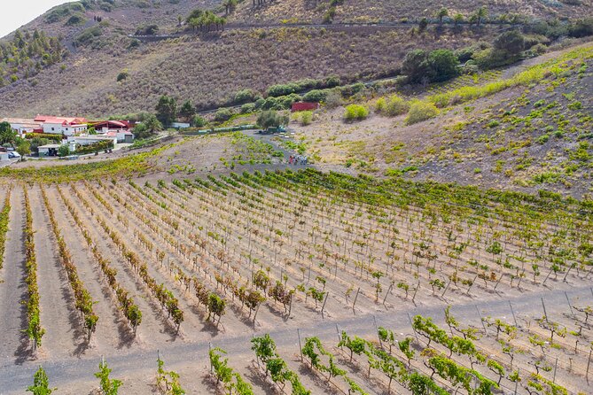 Canarian Wine Experience at Bodega los Lirios - Key highlights in plain terms