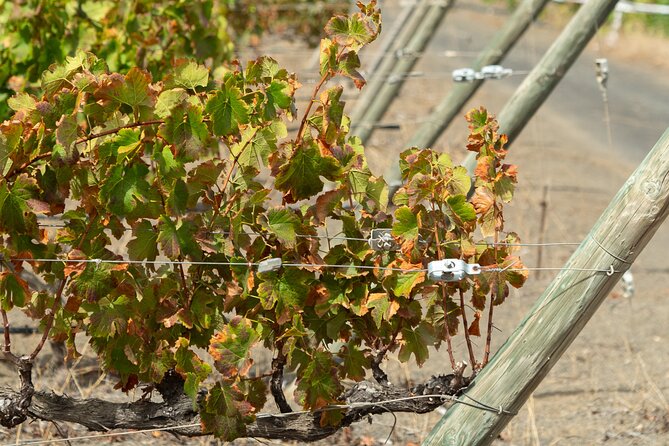 Canarian Wine Experience at Bodega los Lirios - Price and value: why $19.31 feels fair here