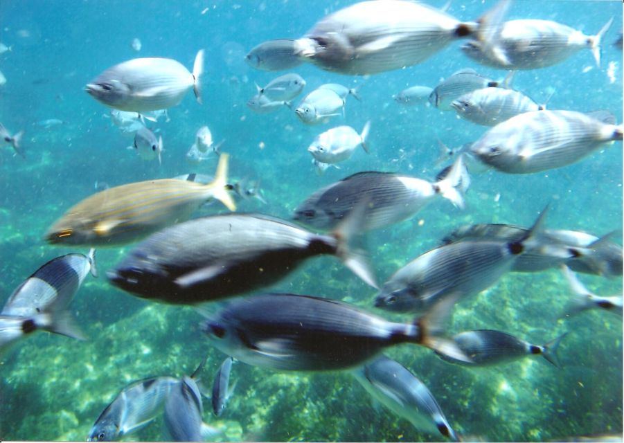 Cap Norfeu: Costa Brava Catamaran Trip with Underwater Views - Costa Brava From the Water: Roses to Cala Jóncols