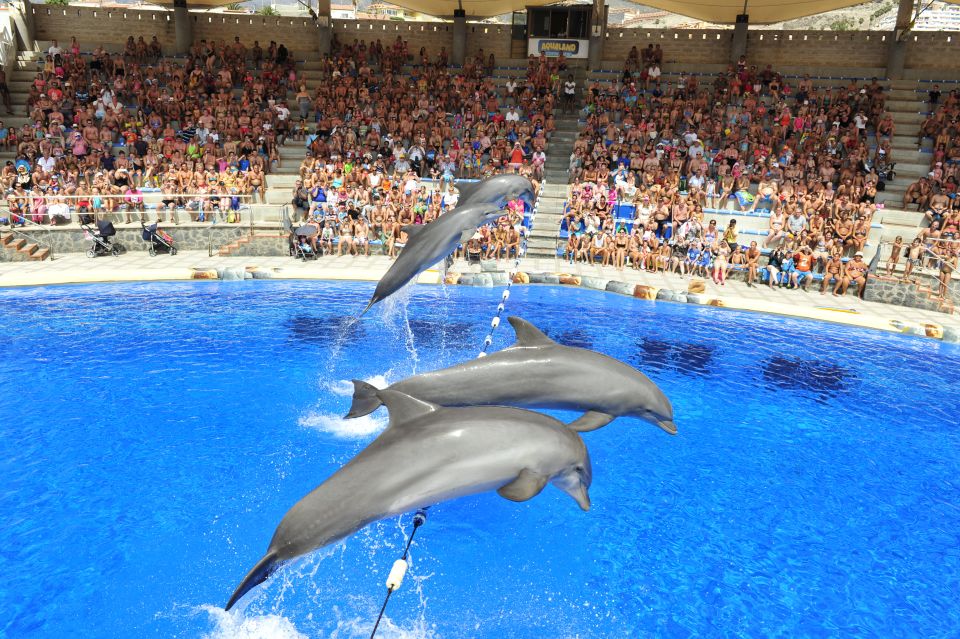 Costa Adeje: Aqualand Water Park Ticket with Dolphin Show - Timing and logistics: how to plan around opening hours and last entry