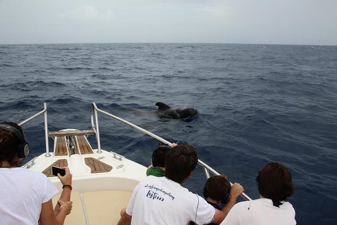 Costa Adeje | Cetacean sighting in Tenerife South - A small-boat whale watching cruise in Costa Adeje (Tenerife South)