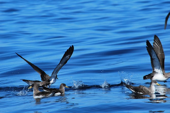 Costa Adeje | Cetacean sighting in Tenerife South - Hydrophone + engines off: why this is more than just whale spotting