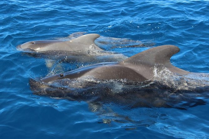 Costa Adeje | Cetacean sighting in Tenerife South - Price and value: where $71.35 makes sense (and where it might not)