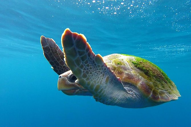 Costa Adeje | Cetacean sighting in Tenerife South - The crew you’ll be listening to: biologist David and skipper Mirna