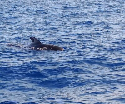 Costa Adeje: Whale and Dolphin-Watching Boat Excursion - Puerto Colón Waters: Why the Time on the Water Feels Productive