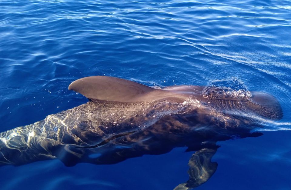 Costa Adeje: Whale and Dolphin-Watching Boat Excursion - Languages and How Communication Affects Your Odds