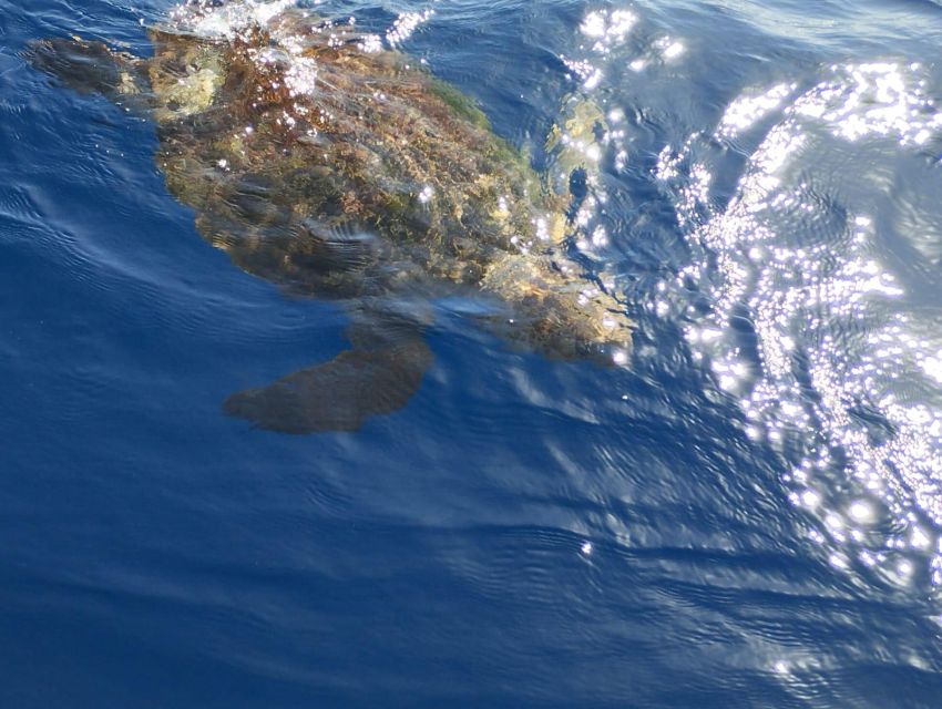 Costa Adeje: Whale and Dolphin-Watching Boat Excursion - Price and Value: Why This Tour Often Feels Fair