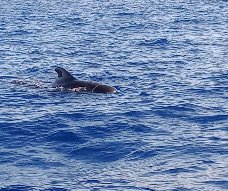 Costa Adeje: Whale and Dolphin-Watching Boat Excursion - Puerto Colón Waters: Why the Time on the Water Feels Productive