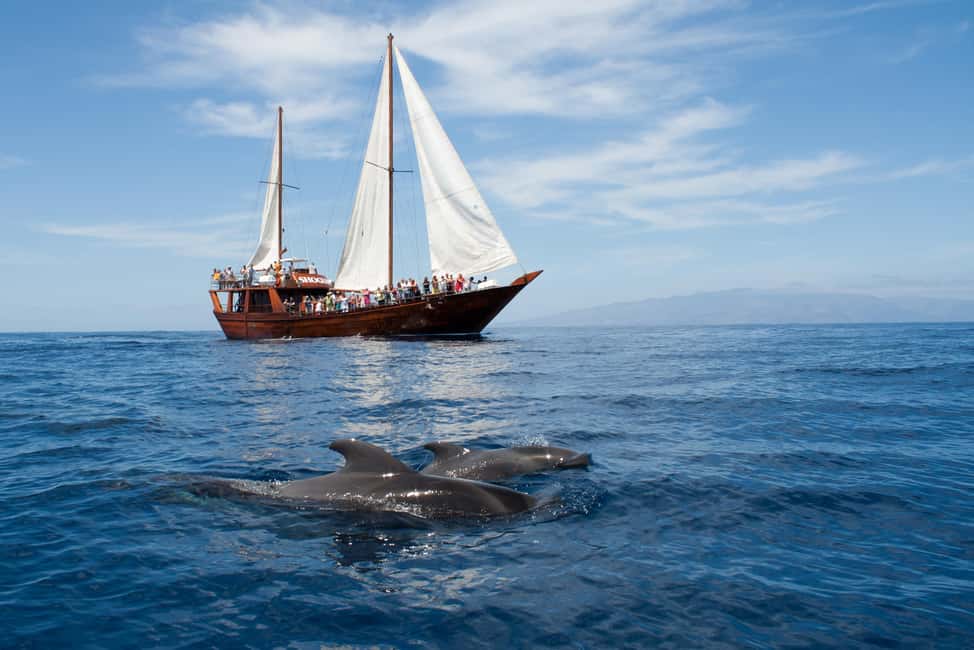 Costa Adeje: Whale & Dolphin Watching Cruise with Swim - Quick hits before you board the Barco Shogun