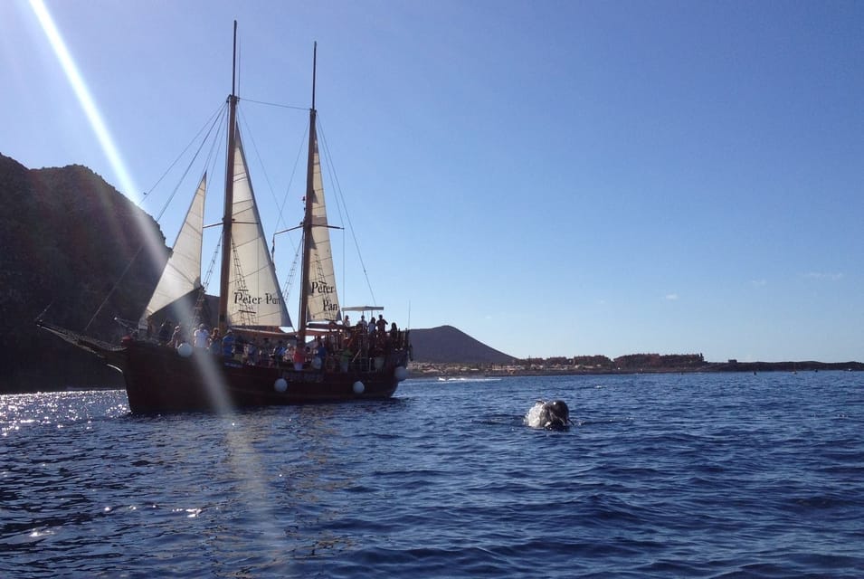 Costa Adeje: Whale & Dolphin Watching Cruise with Swim - How to time your day in Costa Adeje