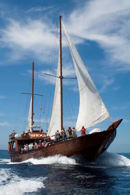 Costa Adeje: Whale & Dolphin Watching Cruise with Swim - Sailing out of Puerto Colón: the vibe on the Barco Shogun