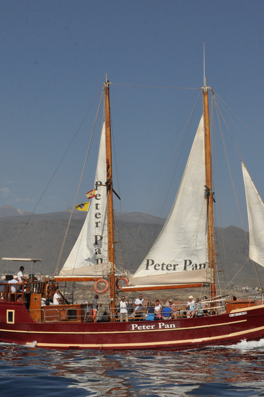 Costa Adeje: Whale & Dolphin Watching Cruise with Swim - Why the crew approach is part of the value