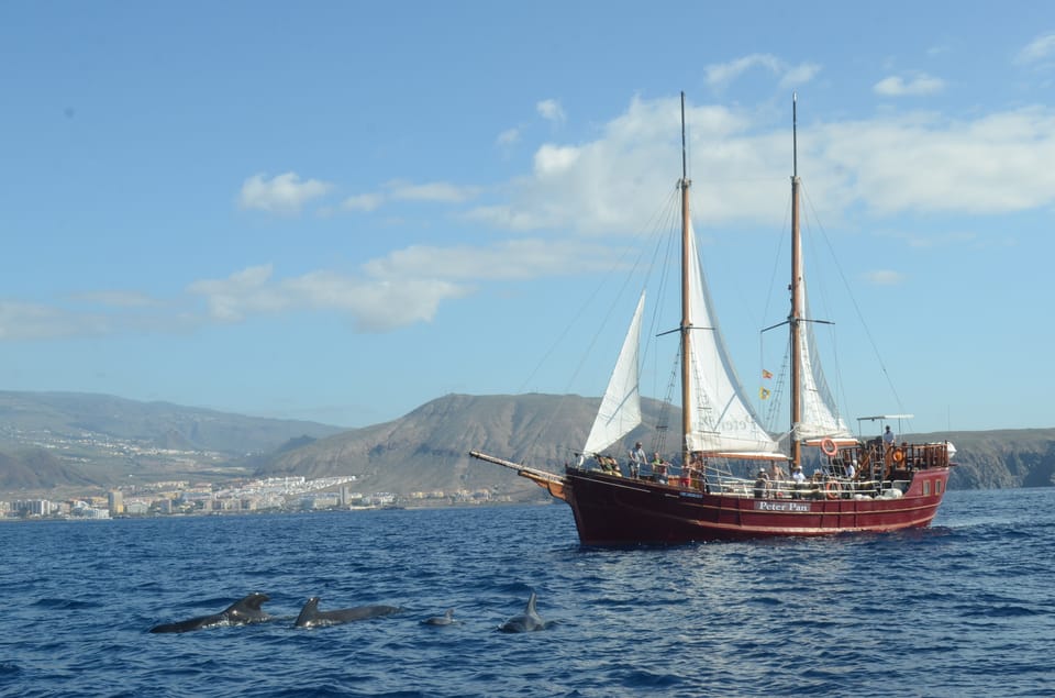Costa Adeje: Whale & Dolphin Watching Cruise with Swim - Onboard comfort: deck time, music, and small practical perks