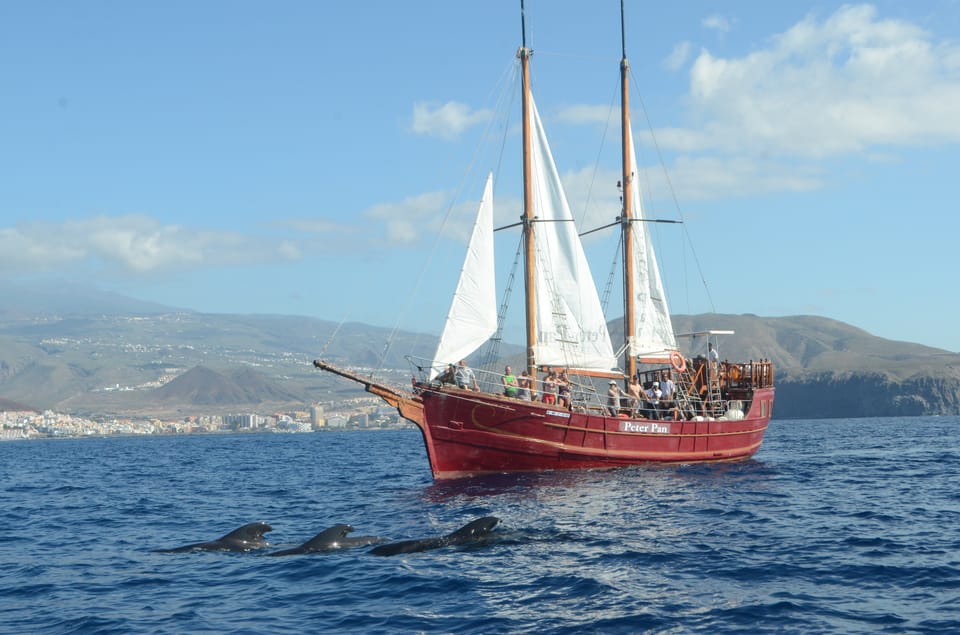 Costa Adeje: Whale & Dolphin Watching Cruise with Swim - Price and value: why $29 feels like a bargain
