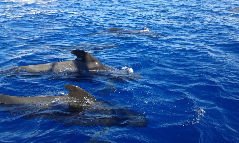 Costa Adeje: Whale & Dolphin Watching Cruise with Swim - What to bring so the swim feels easy