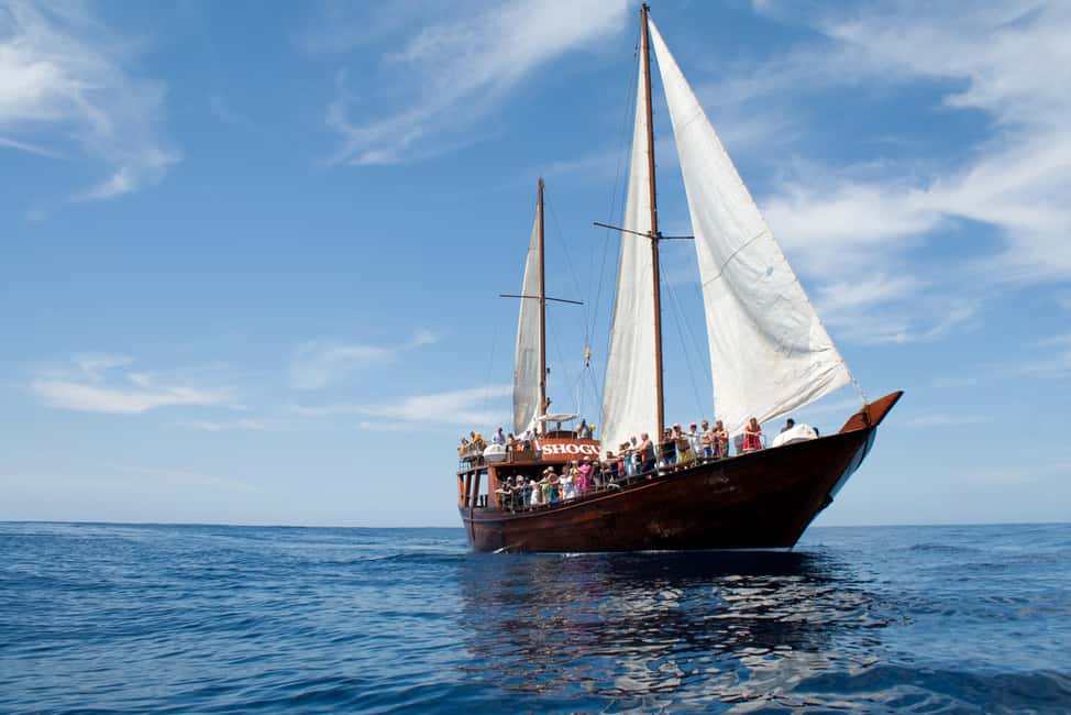 Costa Adeje: Whale & Dolphin Watching Cruise with Swim - When this tour is a great fit (and when it’s not)