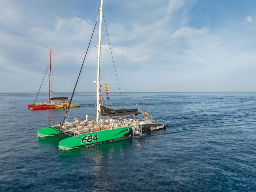 Costa Adeje: Whale Watching Cruise - Key highlights at a glance