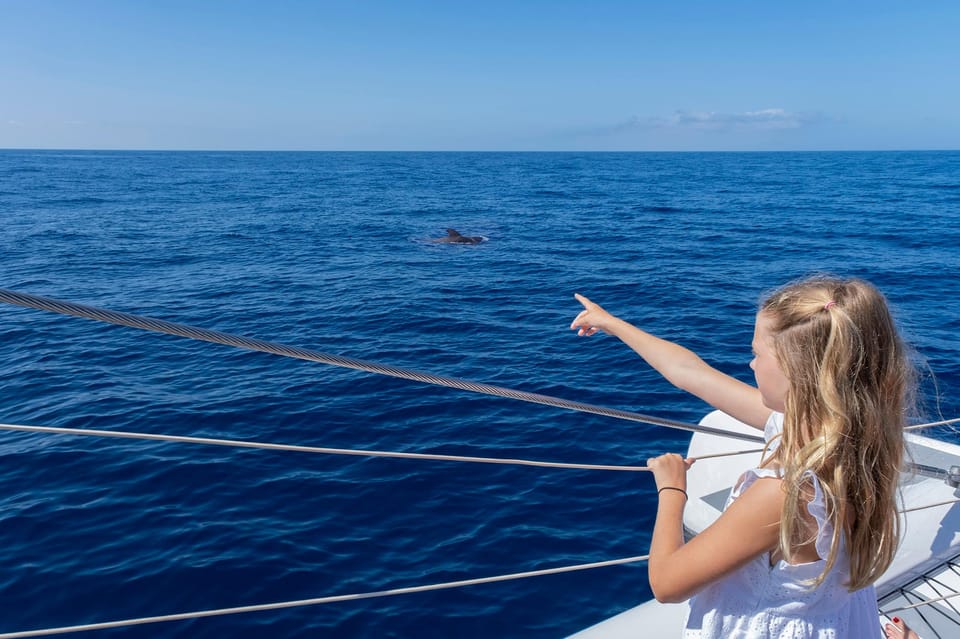 Costa Adeje: Whale Watching Cruise - The swim stop in a quiet bay: the part that turns a cruise into a memory