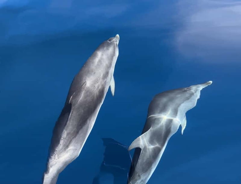 Costa Calma: Fuerteventura Dolphin Watching Boat Tour - Key things to know before you book