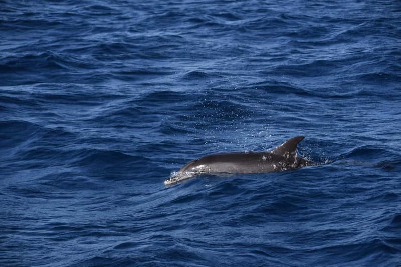 Costa Calma: Fuerteventura Dolphin Watching Boat Tour - Dolphins on a speedboat out of Fuerteventura