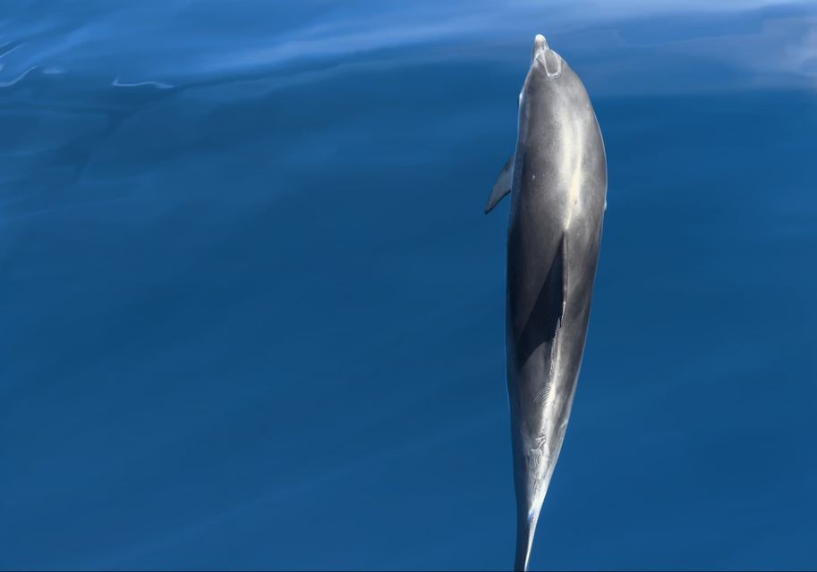 Costa Calma: Fuerteventura Dolphin Watching Boat Tour - Price and value: is $65 a good deal?