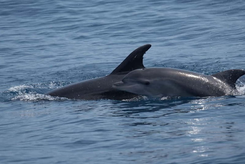 Costa Calma: Fuerteventura Dolphin Watching Boat Tour - Who this tour suits best (and who should rethink it)