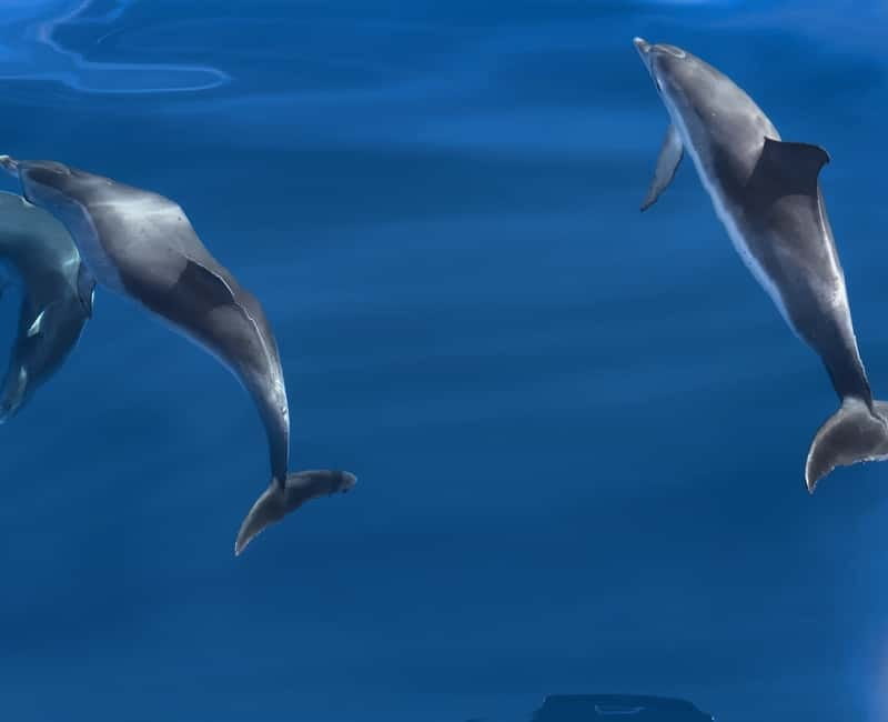 Costa Calma: Fuerteventura Dolphin Watching Boat Tour - From your hotel to the dock: how the 150 minutes feel