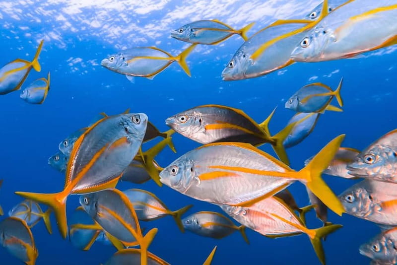 Costa Teguise: Guided 2-hour Snorkeling Tour for all levels - Costa Teguise guided snorkeling: what you’re really signing up for