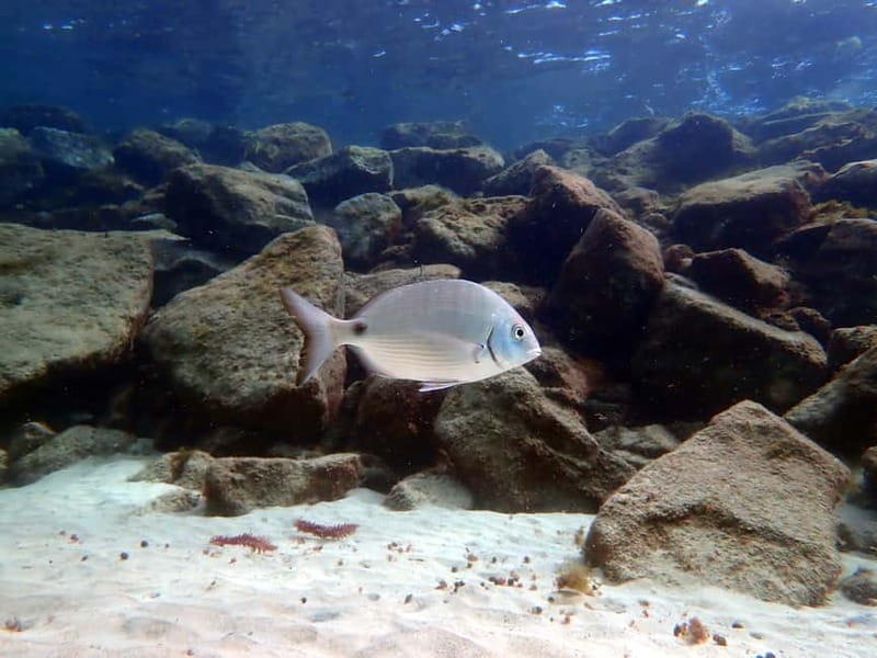 Costa Teguise: Guided 2-hour Snorkeling Tour for all levels - The shallow-water lesson: learning how to snorkel without panic