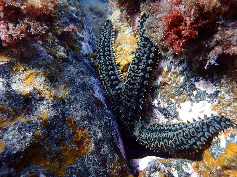 Costa Teguise: Guided 2-hour Snorkeling Tour for all levels - Pacing and group size: why the instruction feels personal
