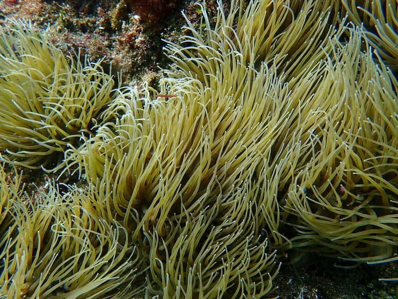 Costa Teguise: Guided 2-hour Snorkeling Tour for all levels - Gear notes you’ll want to know before you get in