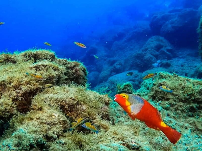 Costa Teguise: Guided 2-hour Snorkeling Tour for all levels - Pickup, timing, and how the 2 hours are spent