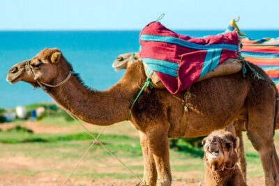 Cultural excursion for one day to Tangier with ferry included - Modern Tangier by bus: getting your bearings fast