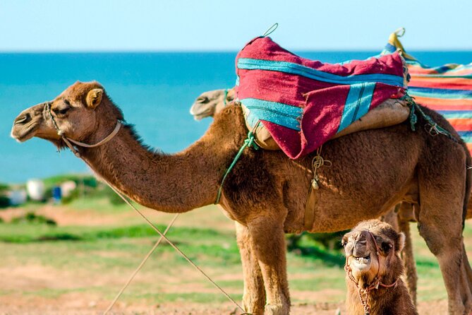Cultural excursion for one day to Tangier with ferry included - Modern Tangier by bus: getting your bearings fast