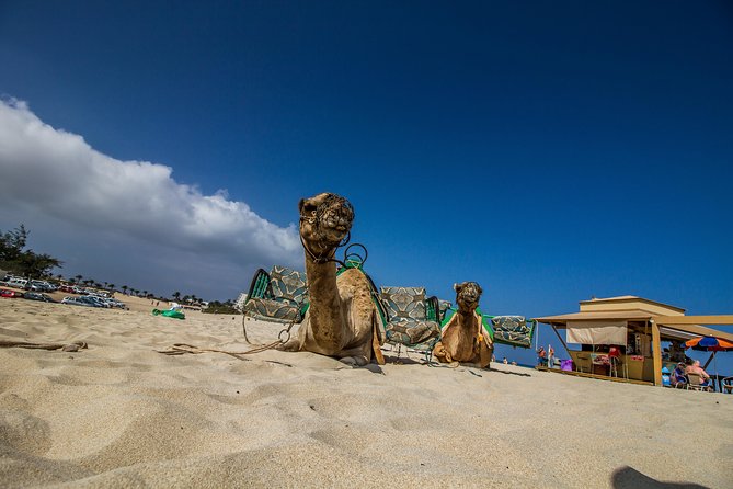 Day trip to Fuerteventura from Lanzarote - What makes the guide matter (and who you’ll meet)