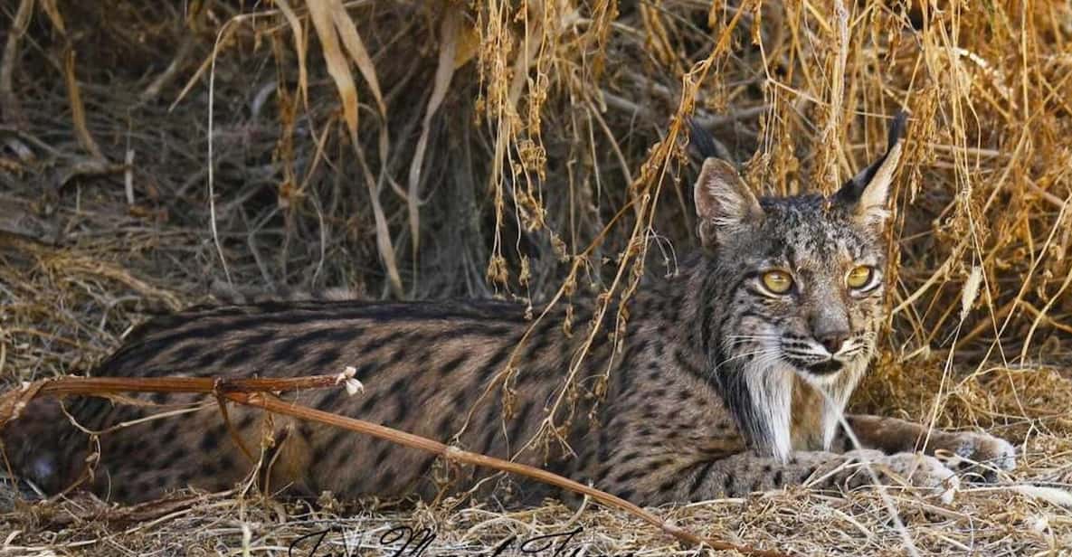 Discover Doñana & Iberian Lynx: Premium Nature Tour - Key highlights you should care about