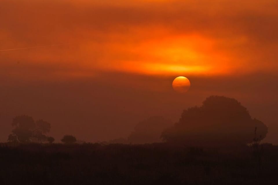 Discover Doñana & Iberian Lynx: Premium Nature Tour - What You’re Really Buying in Doñana: Time With Expert Eyes