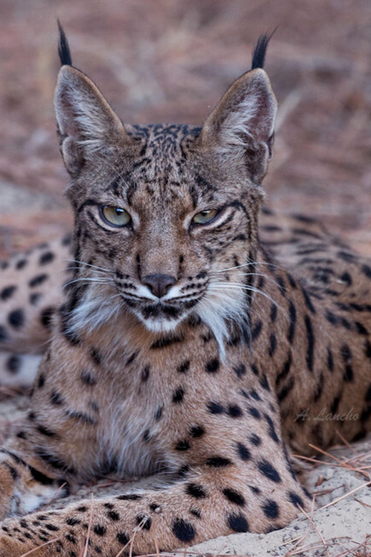Discover Doñana & Iberian Lynx: Premium Nature Tour - Chasing the Iberian Lynx: What the Tour Can (and Can’t) Promise
