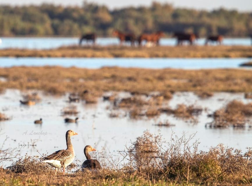 Discover Doñana & Iberian Lynx: Premium Nature Tour - Coto del Rey and the King’s Palace: History That Still Shapes Wildlife